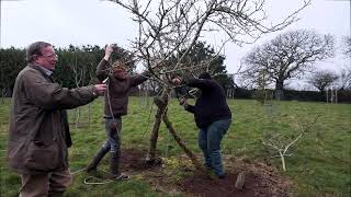 Mespilus germanica spring care [upl. by Dnivra771]