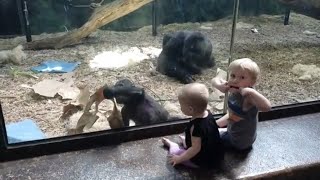 Baby Gorilla Kindi Loves little kids  Louisville Zoo [upl. by Hamilton]