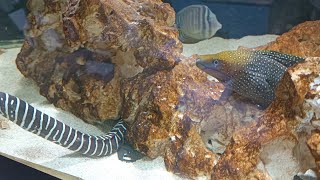 update about my Gymnothorax dovii [upl. by Kapeed]