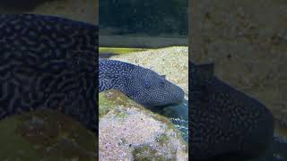 badfish giantbass bassfishing explore zoo fishaquarium aqarium fishtank nature fun pets [upl. by Haily]