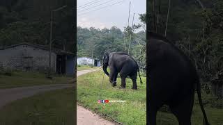 ഇരട്ട ആനകളിൽ ഒരാളായ ഭരണി  Anamalai Tiger Reserve  Topslip Elephants  Bharani elephants [upl. by Adnauqal156]