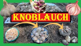 Knoblauch richtig anbauen 🌱🧄 Bulbillen Rundlinge Zehen und Elefantenknoblauch  Knoblauch Anbau 4K [upl. by Ahsoek]