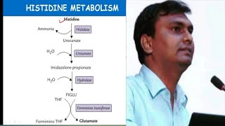 Histidine metabolism and related disorders  Hisidinemia  Biochemistry [upl. by Lodi]