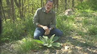 Mullein  Verbascum thapsus [upl. by Dunlavy709]