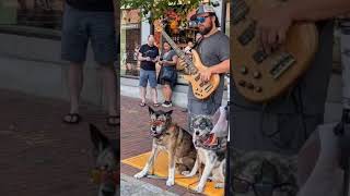 MY SON bass basking downtown 🎃Salem w his dogs 💕🐾 shortsvideo bass basking salemmassachusetts [upl. by West]