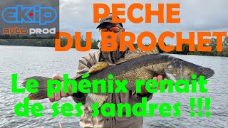 Pêche du brochet quotLe phénix renait des ses sandres quot [upl. by Annuahsal81]