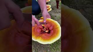 How to Trim REISHI Lingzhi Mushroom to Get the BEST One satisfying ‪HappyFarmLifei9d [upl. by Xino]