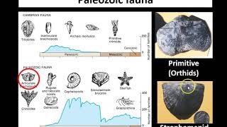 Lecture 2 Ordovician and Silurian [upl. by Gage757]