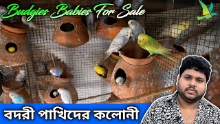 Budgies Colony Breeding Setup VisitKUILA For EVER [upl. by Engen]