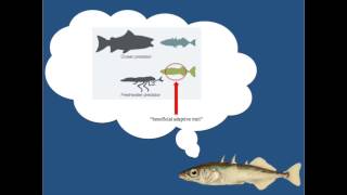 The evolution of spines in Stickleback Fish Fifth Grade [upl. by Yedrahs]