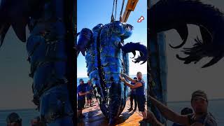 🐙 SEA MONSTER ⛵ caught by Fisherman fishingdiscoveries oceanexploration seacreatures shorts [upl. by Luciano]