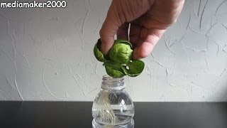 How To Regrow  Root A Brussels Sprout [upl. by Hedberg]