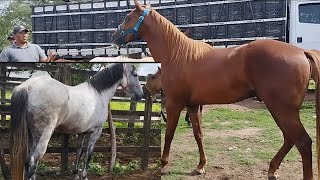 Feira de cavalo top de LuxoSó os melhores preço de cavalo de vaquejada em Caruaru [upl. by Spitzer]