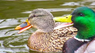 Mallard Ducks QUACKING FIGHTING Over a Female [upl. by Onitnelav]