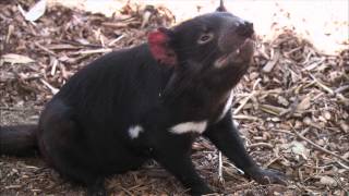 Tasmanian Devils Arrive at the San Diego Zoo [upl. by Anthea]