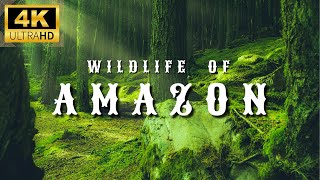 Amazon 4K Wildlife  Creatures Inhabiting the Jungle  Amazon Rainforest  Relaxation Film [upl. by Fai]