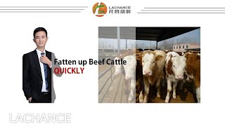 Improve Beef Cattle Weight Gain  How do you fatten up beef cattle SAFELY in a short time？ [upl. by Beata35]