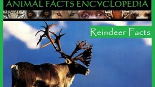 Reindeer Facts [upl. by Ynffit]