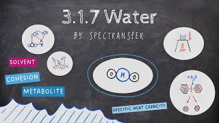 EASY REVISION AQA Alevel Biology 317 Water [upl. by Swayder]