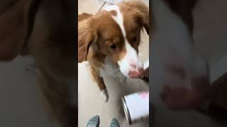 A cute thing for our dog to help with dogsofyoutube dog toller retriever cutedog happydog [upl. by Kcod]