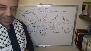 Module 310  Lecture 33 part 1 Inhibitors of bacterial protein synthesis Aminoglycosides [upl. by Aicirtam]