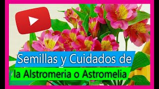 Cultivo de Alstromeria astromelias  astromerias El único Modo de sacar semillas [upl. by Rhyner]