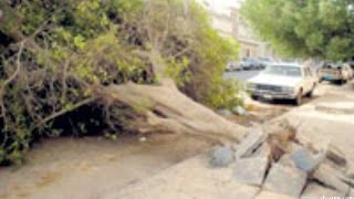 اخطر شجرة عربية Dangerous tree [upl. by Hallvard903]