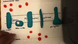 Oxidative Phosphorylation [upl. by Marcelle]