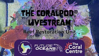 CoralPod® 247 livestream from Coral HQ [upl. by Ajan40]