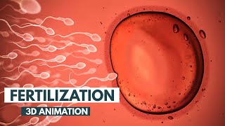 The Journey of Sperm A Medical Animation  Fertilizationmedical animation sperm [upl. by Piegari]