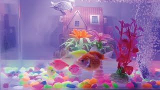 Collection of Cute Animalsglow fish koki fish koi fish turtletiny house background aquarium [upl. by Nicolella]