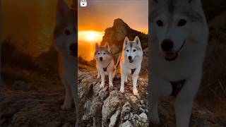 quotSled Dog and Snowy Trails The Husky journeyquot Dog Studio [upl. by Uahsoj]