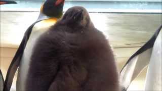 Fuzzy King Penguin Chick [upl. by Meenen]