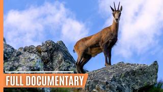 Wildlife Chronicles in Tatras Alpine Realm  Full Documentary [upl. by Teddie]