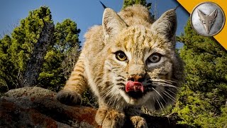 The Bobcat is One Spring Loaded Predator [upl. by Marvel]