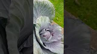 strathclyde studentslife organicfarming organicgardening glasgow [upl. by Leggat]