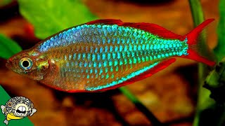 The Best Rainbow Fish Aquariums [upl. by Selestina482]