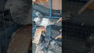 pigeon pura bird kabootar kabutar racingpigeon attitude styleinspiration [upl. by Codi]