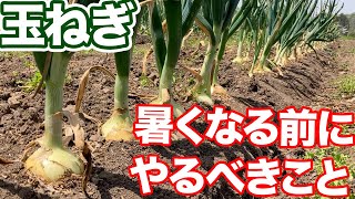 【玉ねぎ】収穫目前で全滅するかもしれません これだけは気をつけてください [upl. by Asta]