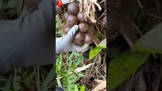 Snake Fruit Collecting amp Opening youtubeshorts shortsvideo fruit [upl. by Ahsienad]