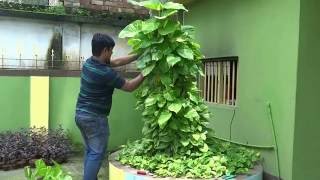 The Money Plant is Most Lucky Tree  Bangla [upl. by Stacee654]