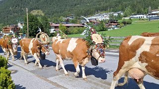 Almabtrieb in Maurach am Achensee Tirol [upl. by Korwin166]