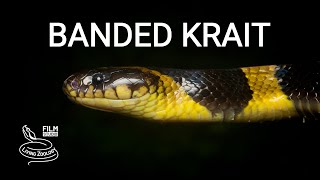 Banded krait a large deadly venomous snake which kills other snakes [upl. by Honor]