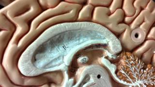 Pituitary and Pineal Glands on brain model [upl. by Eceinaj]