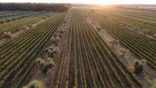 Bolgheri from Drone [upl. by Aij]