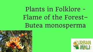 Plants in Folklore  Flame of the Forest – Butea monosperma [upl. by Emsmus]