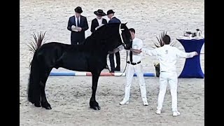 Jurre 495 stallion inspection 2019 Friesian horse [upl. by Yorle]