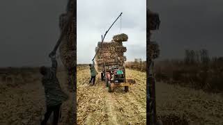 The process of loading corn stalks with simple tools [upl. by Adnolor]