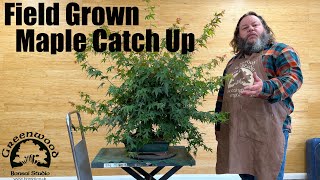 Corin updates us on this field grown maple bonsai  Greenwood Bonsai [upl. by Anivol]