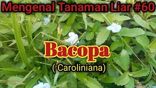 Tanaman Bacopa  Caroliniana [upl. by Yasnyl]